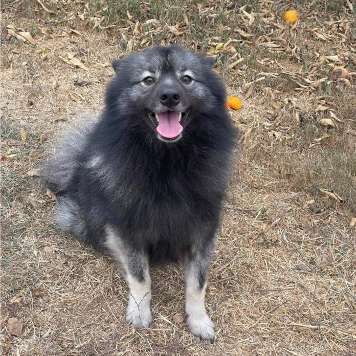 Un Keeshond assis sur un terrain herbeux 