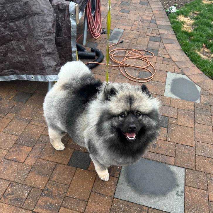 Un Keeshond assis sur un sol pavé et qui est tenu en laisse 
