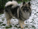 Shiro - Keeshond Mâle (12 ans)