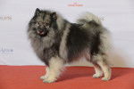 Photo Keeshond