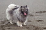 Photo Keeshond