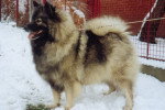 Photo Keeshond