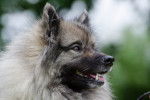 Photo Keeshond