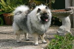 Photo Keeshond