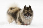 Photo Keeshond