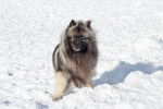 Photo Keeshond