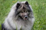 Photo Keeshond