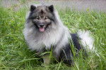 Photo Keeshond