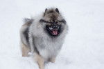 Photo Keeshond