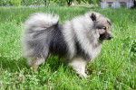 Photo Keeshond