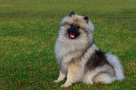 Photo Keeshond