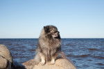 Photo Keeshond