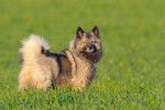 Photo Keeshond