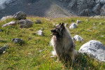 Photo Keeshond