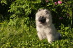 Photo Keeshond