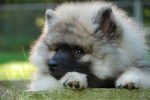 Photo Keeshond