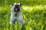 Photo Keeshond