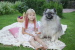 Photo Keeshond