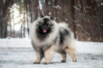 Photo Keeshond
