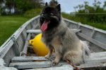 Un Keeshond ayant la langue pendante et qui est tenu en laisse 