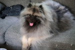 Un Keeshond allongé sur un canapé et tirant la langue 