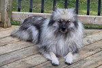 Un Keeshond allongé sur un plancher et regardant vers la caméra 