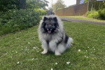 Un Keeshond assis sur une surface herbacée et portant un harnais 