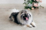 Un Keeshond allongé sur une surface bétonnée et tirant la langue 