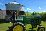 Un Keeshond assis sur un tracteur et tirant la langue