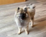 Un Keeshond sur un plancher et semblant détendu 
