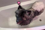 Un Keeshond dans une baignoire et regardant vers la caméra 