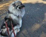 Un Keeshond sur une surface bitumée et qui est tenu en laisse 