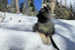 Un Keeshond allongé sur une surface enneigée et qui est tenu en laisse 