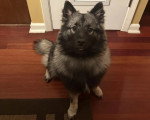 Un Keeshond assis sur un plancher et semblant détendu 