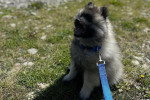 Un Keeshond assis sur une surface herbacée et qui est tenu en laisse 