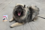 Un Keeshond allongé sur une surface bétonnée et tenu en laisse 