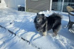 Un Keeshond sur une surface enneigée 