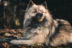 Un Keeshond allongé sur une surface herbacée 