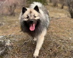 Un Keeshond marchant sur un terrain herbeux et ayant la langue pendante 