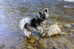 Un Keeshond dans l'eau et qui est tenu en laisse 