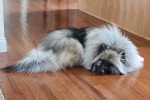 Un Keeshond allongé sur un plancher 