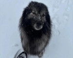 Un Keeshond assis sur une surface enneigée et regardant vers la caméra 