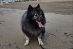 Un Keeshond assis sur une surface sableuse qui est tenu en laisse 
