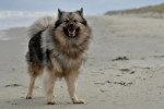 Un Keeshond sur une surface sableuse 