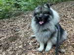 Un Keeshond assis sur un sol jonchés de feuilles mortes et qui est tenu en laisse 