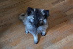 Un Keeshond assis sur un plancher et regardant vers la caméra 