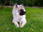 Un Keeshond allongé sur une surface herbeuse et semblant détendu