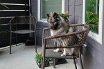 Un Keeshond assis sur une chaise 