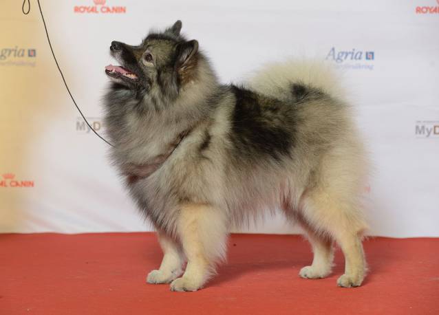 Le Keeshond