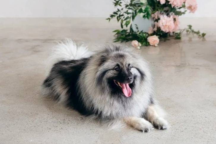 Un Keeshond allongé sur une surface bétonnée et tirant la langue 